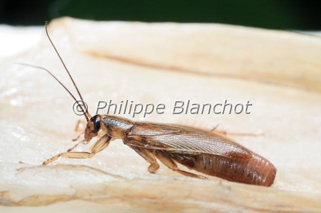 blatella germanica.JPG - Blatte germaniqueBlatella germanicaGerman cockroachDictyoptera, BlattellidaeFrance